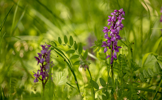 orchis mâle (Orchis mascula) devenue rare
